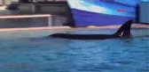 42 Yaşındaki Orca Kasatka Uyutuldu