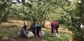 Fındık Üreticisi TMO Kararıyla Rahatladı