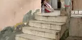 Hatay 230 Kiloluk Cuma, Ayağa Bile Kalkamıyor