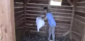 Kızıl Şahinin Kırık Kanadına Metal Pim Takıldı