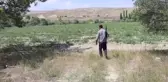 Kavun Tarlalarında Domuz Nöbeti
