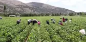 Fasulye, Burdurlu Çiftçinin Yüzünü Güldürdü