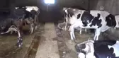 Verimliliği Devam Eden Dişi Hayvanları Kurbanlık Yapmayalım