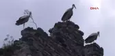 Leyleklerin Tarihi Surlarda Göç Molası