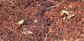 Manisa Üretici Üzüme Sergide de Sigorta İstiyor