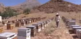 Organik Arıcılık Devlet Desteğiyle Artıyor - Tunceli