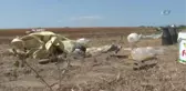 Yağmurdan Kaçarken Yıldırıma Tutuldular