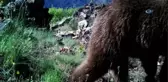 Başkent'in Yanı Başındaki Vahşi Hayat Foto Kapanda