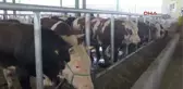 İzmit'te Hayvan Yetiştiricileri Satışlardan Memnun