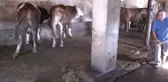 Paşa