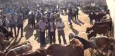 Diyarbakır'da Kurbanlıklar Görücüye Çıktı