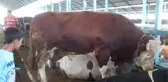 1 Ton 200 Kilogramlık Danayı Alana Koç Hadiye