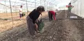 Antalya Güz Dönemi Domates Ekimi Başladı