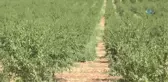 Bakan Fakıbaba Badem Hasat Şenliğini Başlattı