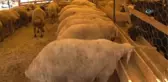 Çevre Mühendisleri Odası Adana Şube Başkanı Doğan: 