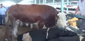 Denizli Kurbanlık Boğasıyla Şov Yaptı