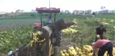 İlk Kez Ekildi, Üreticiyi Güldürdü
