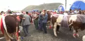 Kurbanlık Hayvan Güzellik Yarışması