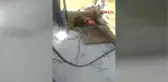 Sivas 15 Günlük Buzağı Düştüğü Çukurdan Çıkarıldı