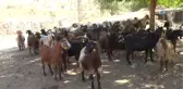 Midyat'ta Kurbanlıklar Satışa Çıktı
