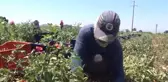 Ege'nin Kuru Domatesi İtalyan Sofralarını Süslüyor