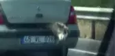 Kurbanlık Koyunu Bagajda Taşıyan Sürücüye Tepki