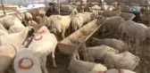 Dinlenmemiş Et Hazımsızlığa Yol Açıyor