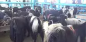 Tatvan'da Kurbanlık Çok, Rağbet Yok