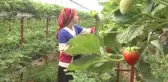 Diş Hekimliğini Bıraktı, Topraksız Tarım ile 20 Ton Çilek Üretti