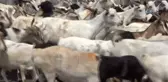 Suudi Arabistan'da 1 Milyon Kurban Kesilecek