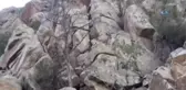 Yaban Keçi Sürüsü Böyle Görüntülendi