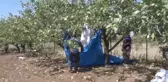 Fıstık Üreticisinin 