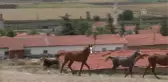 Girişimci Kadınlar - At Sevgisi Nedeniyle Emeklilikten Sonra Yeniden Meslek Sahibi Oldu