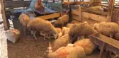 Küçükbaş Yetiştiricileri Umduğunu Bulamadı