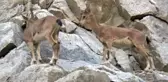 Yaban Keçi Sürüsü Görüntülendi