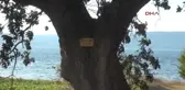 Çanakkale Şairlerin Adını Anıt Ağaçlarda Yaşatıyor