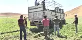 Muş'ta Karpuz Hasadı Devam Ediyor