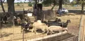 Tekirdağ)onlarca Kurbanlık Elde Kaldı