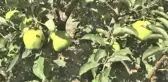 Adana'dan Köyüne Meyvecilik Kültürünü Getirdi