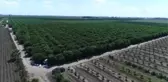 İklim Şartlarından Verimi Düşen Limon El Yakacak