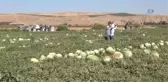 Diyarbakır Karpuzu Görücüye Çıktı...en Büyüğü 52 Kiloyu Aştı