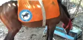 Ölüme Terk Edilmişti Şimdi Dörtnala Koşuyor