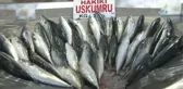 30 Yıllık Küskünlük Sona Erdi... Marmara'ya Küsen Balık Geri Döndü