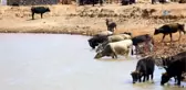 Bir Asır Sonra Gelen Suyu Davul Zurna ile Karşıladılar