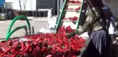 İnegöl'den Hollanda'ya 700 Ton Salça İhracatı