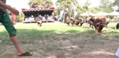 17. Siyah İncir Festivali