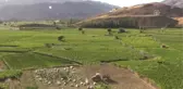 Adıyaman Çiftçisinin Tütün Telaşı
