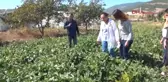 Samsun Türkiye'nin İlk Yemlik Börülce Çeşidi 'Ülkem'