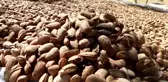 Adıyaman'da Devam Eden Badem Hasadı Yüzleri Güldürüyor