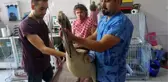 Edirne Sahilinde Bulunan Yaralı Pelikan Tedaviye Alındı